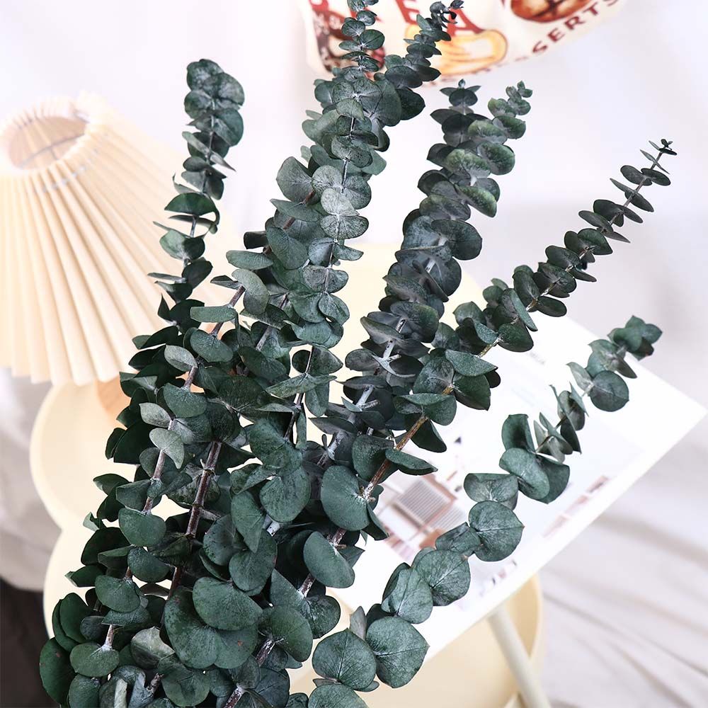 10 stuks echte bladeren hangen - Eucalyptus Preserved recensie en prijs