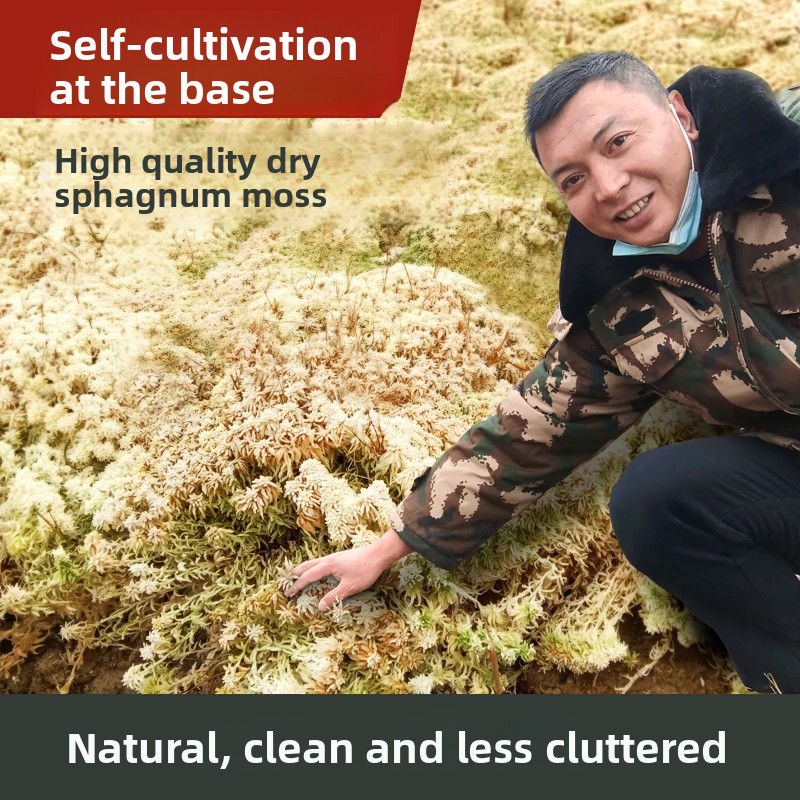 Gedroogd Sphagnummos van kwali - Preserved Moss Sheet recensie en prijs
